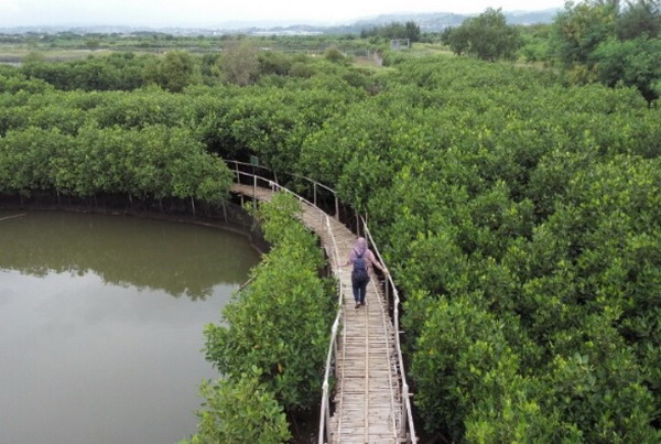 maron mangrove edupark