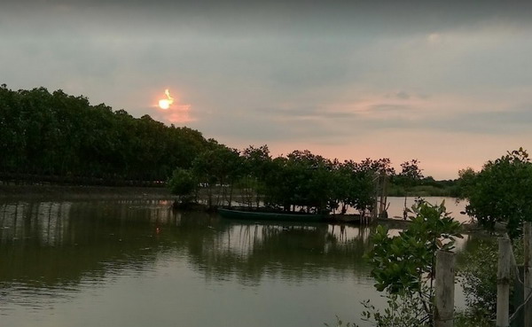 hutan mangrove tapak