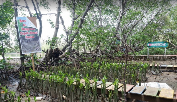 hutan mangrove tapak semarang