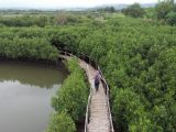 maron mangrove edupark 0a