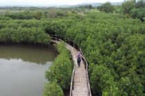 maron mangrove edupark 0a