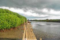 wisata mangrove di yogyakarta 0a